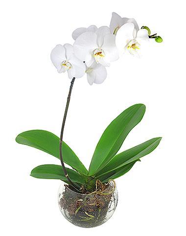 Resultado de imagen para orquideas Phalaenopsis